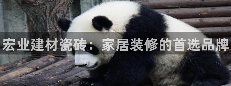 杏鑫平台代理注册流程图